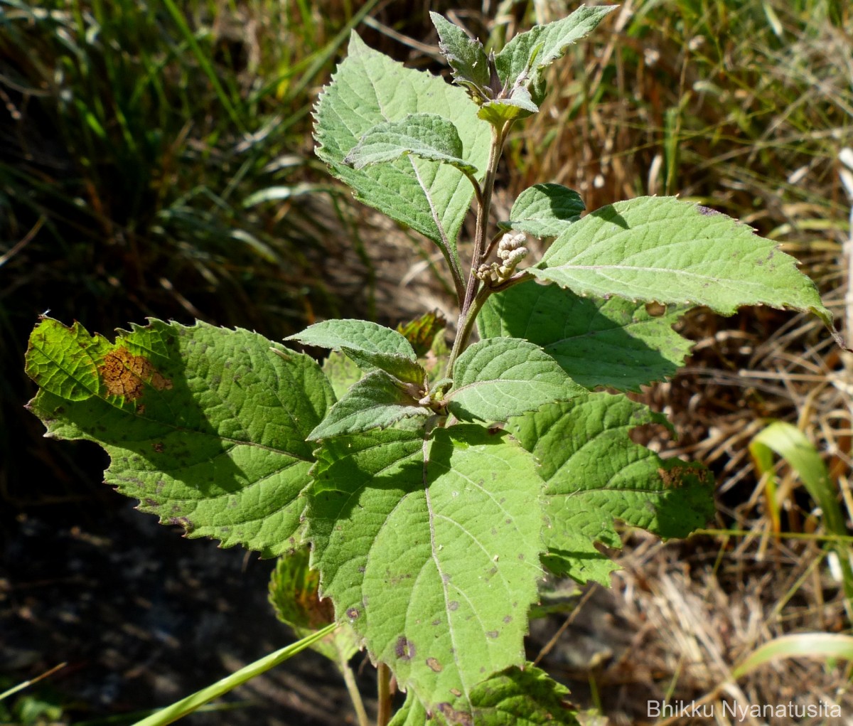 Gymnanthemum pectiniforme (DC.) H.Rob.